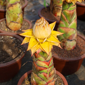 地涌金莲千瓣佛陀花大型花卉绿植带盆发货庭院景观花云南产地直发 地