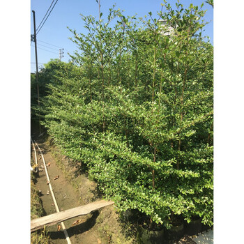 花姬 小叶榄仁树苗 雨伞树 细叶榄仁苗 洲榄仁绿化庭院遮荫花叶榄仁
