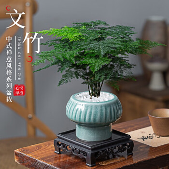 山谷季节文竹植物盆栽室内办公室摆件茶书桌面绿植花卉四季好养客厅小