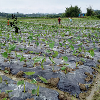 农友推荐可狄kedi5斤广西荔浦芋头种子苗种植苗槟榔紫藤香芋新鲜蔬菜