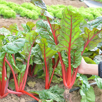 红甜菜种子甜菜根种籽金叶甜菜四季春季盆栽食用叶甜菜蔬菜种孑叶甜菜