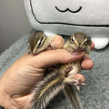 doubleyellow松鼠幼崽活物金花魔王松鼠活体雪地松鼠宠物鼠预定金花幼