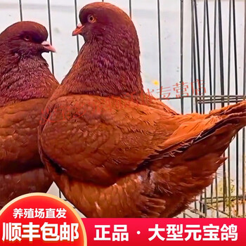 超大纯种活元宝鸽子一对特大雪花元宝鸽种鸽大体公斤青年观赏鸽肉