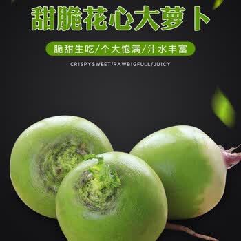 河北水果萝卜新鲜心里美萝卜满堂红花心萝卜胭脂红绿皮红心3斤5斤