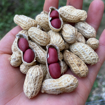 新鲜红皮花生米晒干带壳广西特产农家自种红衣生花生米500g3斤红皮