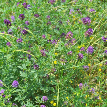 中梦批发牧草种紫花苜蓿黑麦草种子冬牧70玉米草甜荞麦高丹草量多优惠田菁一斤 图片价格品牌报价 京东