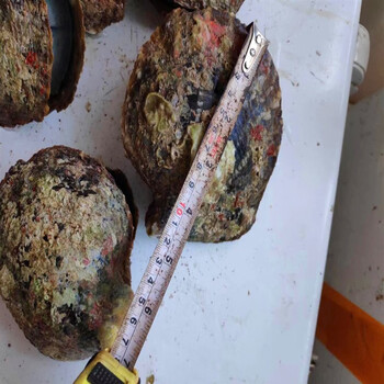 大溪地深海水珍珠蚌黑碟贝特大河蚌寄蚌自己开单颗黑珍珠diy 高品