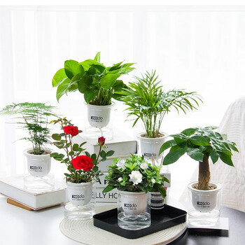 红豆自营水培植物办公室绿植盆栽花卉盆景栀子花金边吊兰常春藤客厅绿萝文竹卧室客厅发财树桌面绿植 划算套装a 6盆 附肥料 喷壶 新手推荐 图片