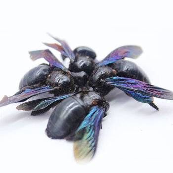 广西野生竹筒蜂新鲜无添加咸竹蜂咳嗽咽袋装吴盐20只