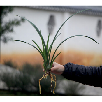 蝶遇兰花苗不带花苞大花蕙兰玉凤素室内兰草植物花卉盆栽浓香盆花 2苗
