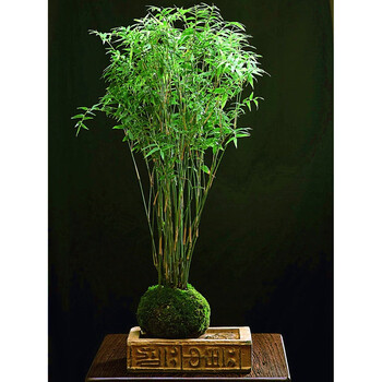 盆景米竹苗观赏竹子竹苗庭院客厅阳台小型竹子盆栽鱼七秒米竹50棵左右