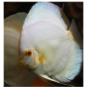 荣郁 名彩七彩神仙鱼 鱼苗2-3肉身老虎狗 活体包损耗 白蝴蝶 含尾2.