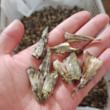 痴宴新鲜干巴菌云南山珍特产香味十足味道好精品山珍美食材农产品新鲜