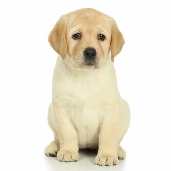 拉布拉多犬拉布拉多幼犬狗活体黑色拉不拉多宠物狗宠物狗狗活体犬纯种