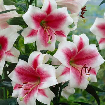 2021进口百合种球3球装盆栽东方百合loot百合百合裸球球根lo百合特