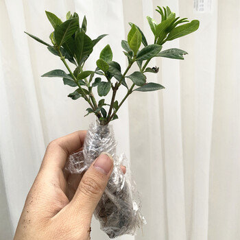 栀子花盆栽带花苞浓香型室内花卉绿植客厅大植物四季好养易活树苗试养 栀子花单株裸根不含盆 图片价格品牌报价 京东