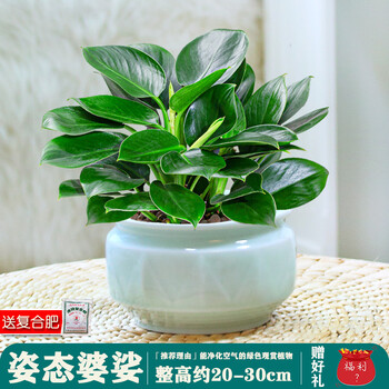 大叶绿公主金钻盆栽水培花卉植物室内客厅绿植大型万年青四季好养 姿态婆娑 大号绿公主 瓷盆含盆 图片价格品牌报价 京东 大叶绿公主金钻盆栽水培花卉植物室内客厅绿植大型万年青四季好养 姿态婆娑 大号绿公主 瓷盆含盆 图片价格品牌报价 京东