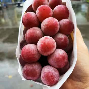 当季妮娜皇后晴王葡萄罗马红宝石新鲜无籽红提日本品种葡萄生鲜 2斤