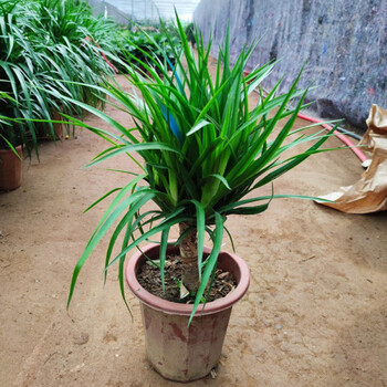 龙血树盆栽多头客厅盆栽花卉植物办公室盆景隆鼎独杆多头龙须5060厘米