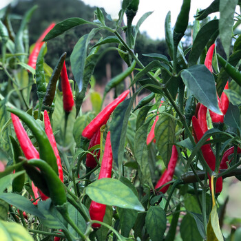 小米辣椒新鲜红辣椒朝天椒 特辣指天尖椒剁椒泡椒(请咨询客服) 2500g