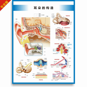 結構圖耳鼻喉科掛圖醫院科室海報耳朵的構造豎版40存70x105釐米室內