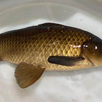 lism千岛湖鲫鱼正宗鲜活活体炖汤儿童老人淡水鱼整条 5斤 千岛湖正宗