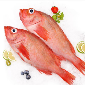 锦祥橙新鲜红石斑鱼 海鱼 大眼鱼 深海海鲜 鲜活水产 宏宇 .