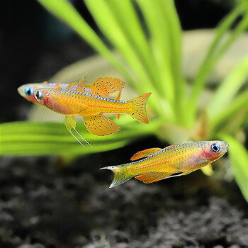 青青自然小型灯科观赏鱼橘红燕子鱼霓虹燕子鱼活体鱼
