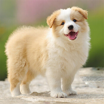 麦比佳-出售纯种边境牧羊犬宠物幼犬-纯种边境三通七白-赛级边牧-聪明