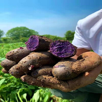 黑金刚紫土豆 农家马铃薯  黑洋芋头  土 黑色 5斤黑土豆小果