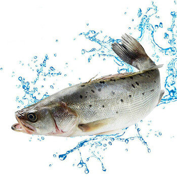 海鲈鱼新鲜开背七星海鲈鱼冷冻深海整条大鲈鱼斑鱼海鲜水产 整条鲈鱼