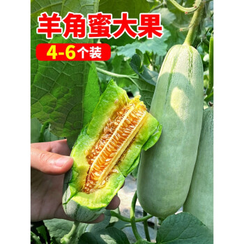 羊角蜜甜瓜水果新鮮當季整箱5斤山東瓜果脆瓜蜜瓜香瓜應季孕婦寶寶