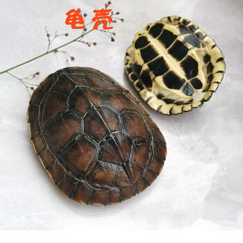 药食滋补 乌龟壳乌龟外壳 2个