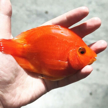 墨一红财神鹦鹉鱼活体热带观赏鱼银龙鱼起头血鹦鹉鱼招财鱼活体 红