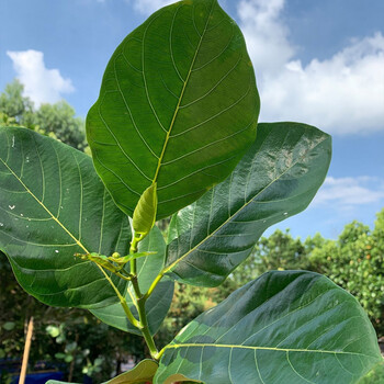 fgacct广东现摘新鲜菠萝蜜叶子树菠萝叶片产地直销 250张