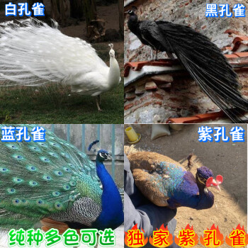 孔雀種蛋白孔雀種蛋孔雀受精蛋孔雀蛋種蛋花孔雀種蛋可孵化 黑孔雀