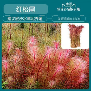 鱼缸真水草水族箱造景红松尾狐尾草中后景有茎类增氧淡水植物红松尾15颗 图片价格品牌报价 京东