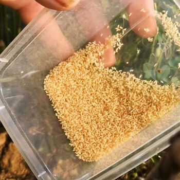 金蝉幼苗人工养殖宁陵县爬叉猴知了幼虫蝉蚁孵化知了龟苗 金蝉苗5万只