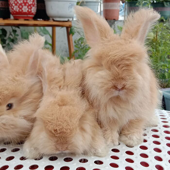 迪士农庄园dsnzy纯种巨型安哥拉兔大型宠物兔子活体长毛兔温顺好养网