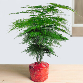 文竹盆景植物室内绿色盆栽客厅花卉办公室桌面四季常青好养小绿植虎雀