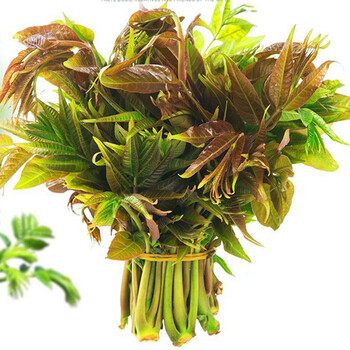 赣馨园 香椿 云南绿香椿芽新鲜香椿野生香椿芽野菜蔬