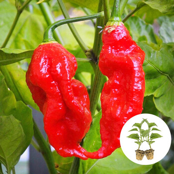 红魔鬼辣椒苗 6棵【变态辣】