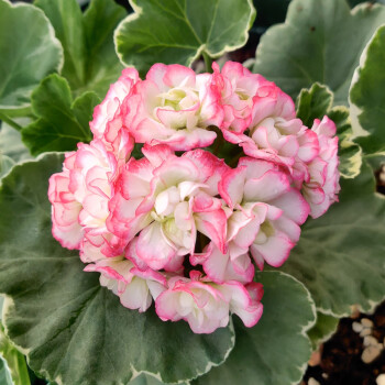 德骊嘉垂吊天竺葵盆栽苗多年生春季花卉阳台露台花园室内绿植易活花苗