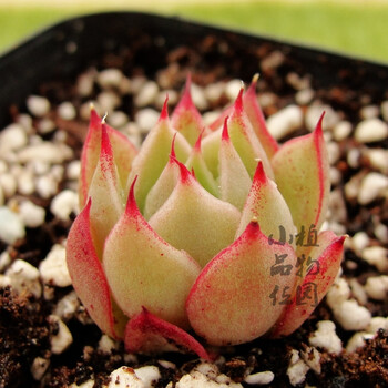 燕尾蝶 多肉多肉植物 月影系新品乌木杂 一物一拍小品位植物园 待上新