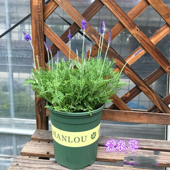 薰衣草盆栽薰衣草盆栽绿植家庭桌面室内办公室植物阳台z5加仑盆