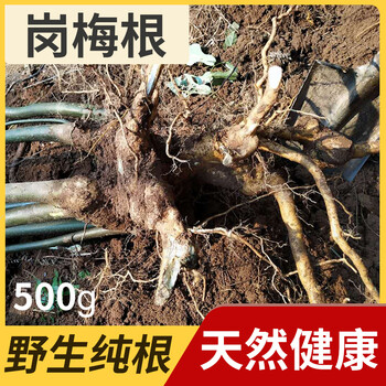 岗梅根纯根部野生岗梅新鲜天星木天星木根山土甘草秤星老树树根