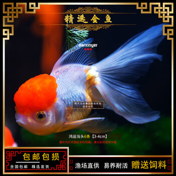 兰寿蝶尾金鱼小型锦鲤孔雀鱼清道夫萌萌哒冷水热带淡水观赏鱼活体 3 4cm 鸿运当头6条 图片价格品牌报价 京东