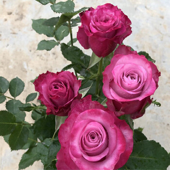 玫瑰花苗带花苞花卉观花绿植物室内阳台盆栽大花月季蔷薇嫣然玫瑰含盆