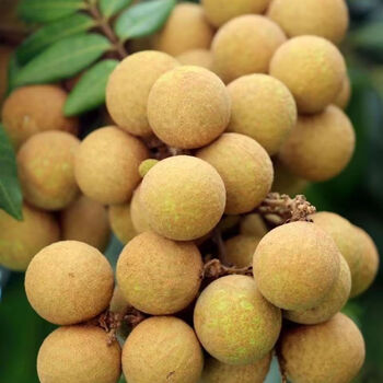 顺丰速达广东龙眼新鲜水果储良鲜桂圆当季现摘整箱3斤5斤9斤储良龙眼
