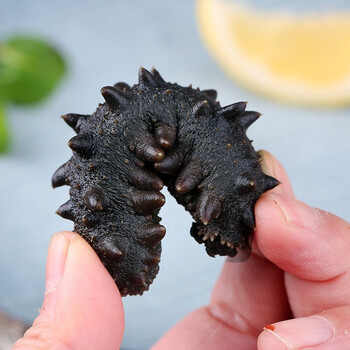 溪南海福建霞浦拉缸盐半干海参半斤到一斤装福建海参鲜活辽参刺参海渗